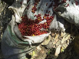 Guatemala - Harvest
