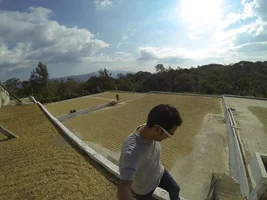 Guatemala - Harvest