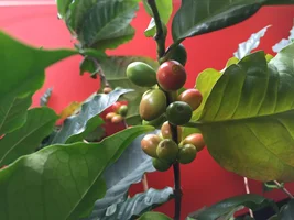 Homegrown coffee plant