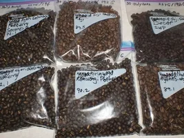 Hmm, Mexican Altura sure roasts fast.