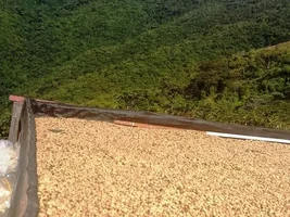Importing green coffee to the United States