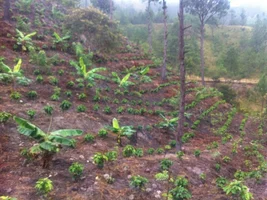 Our Coffee Farm + Future Cafe, Copán Ruinas, HND