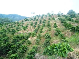 Importing green coffee to the United States