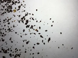 Breville Dose Control Pro - fast shots / channeling - advice please!