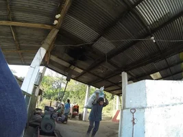 Guatemala - Harvest