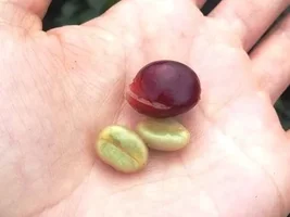 Importing green coffee to the United States
