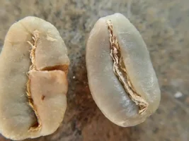 Guatemalan Huehuetenango by FreshRoastedCoffee LLC
