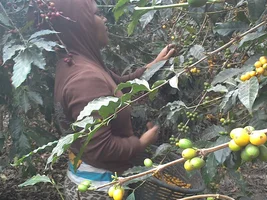 Favorite Single Origin Coffees?