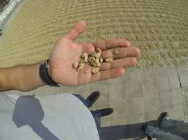 Guatemala - Harvest