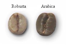 robustaarabicasingle.jpg