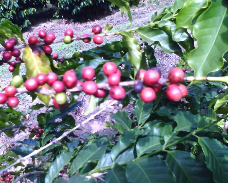 IMAGE_00093.jpg