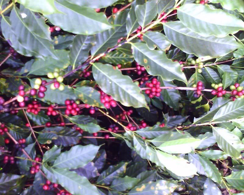 IMAGE_00092.jpg